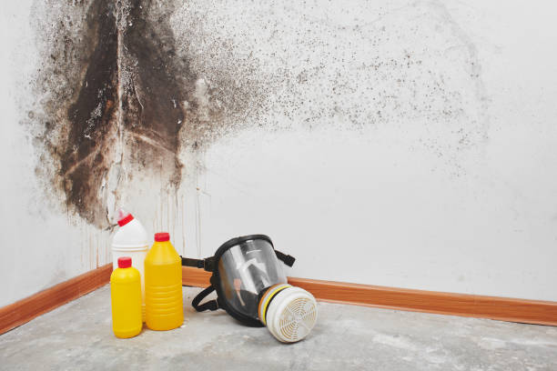 Best Mold Removal Process  in Broxton, GA