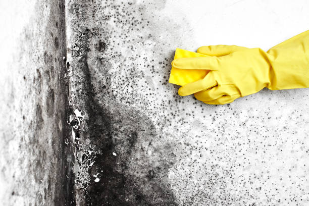 Best Toxic Mold Removal  in Broxton, GA