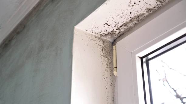 Best Commercial Mold Removal  in Broxton, GA