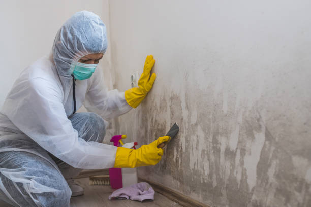 Best Professional Mold Removal  in Broxton, GA