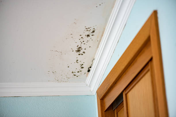 Best Mold Removal Near Me  in Broxton, GA