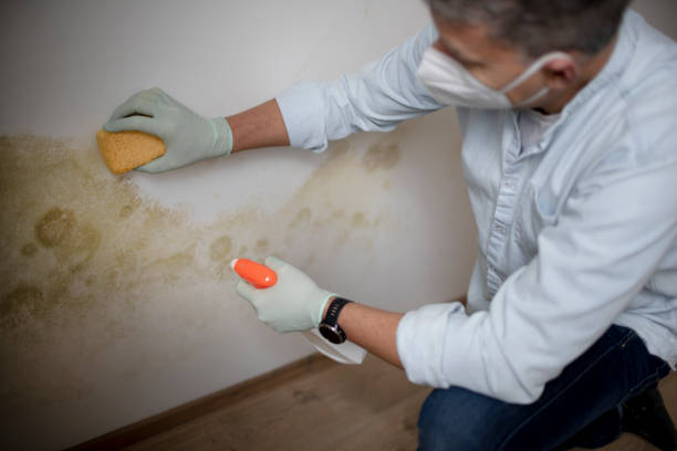 Best Residential Mold Removal  in Broxton, GA