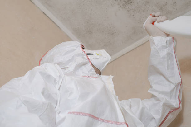 Office Mold Removal Services in Broxton, GA