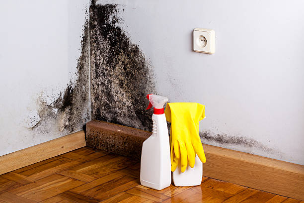 Best Home Mold Removal  in Broxton, GA