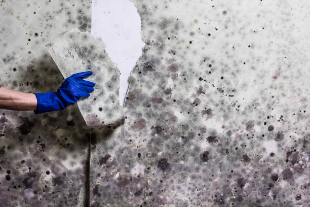 Best Mold Removal Specialists  in Broxton, GA