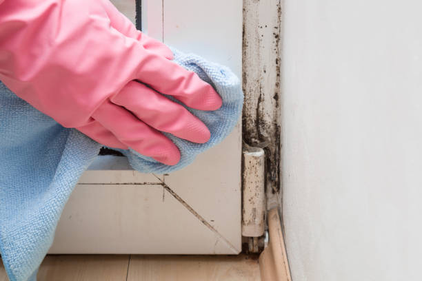 Best Mold Remediation  in Broxton, GA