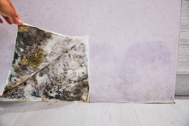 Best Same-Day Mold Removal  in Broxton, GA